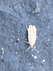 Platyedra subcinerea