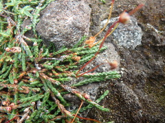 Cassiope lycopodioides