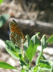 Melitaea phoebe
