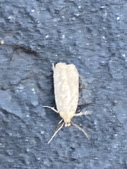 Platyedra subcinerea