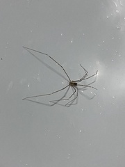 Crossopriza lyoni