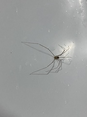 Crossopriza lyoni