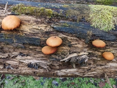 Gymnopilus luteus