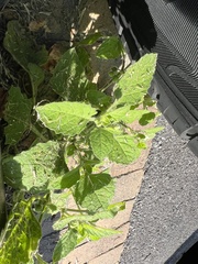 Solanum sarrachoides