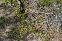 Pelargonium grossularioides