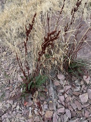 Rumex crispus