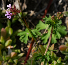 Pelargonium grossularioides
