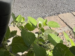 Solanum sarrachoides