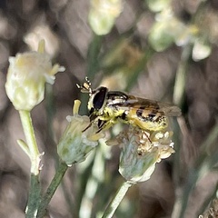 Copestylum marginatum