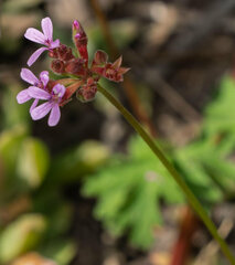 Pelargonium grossularioides