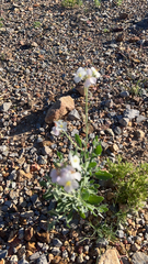 Nerisyrenia camporum