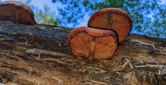 Gymnopilus luteus