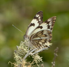 Belenois gidica abyssinica