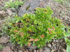 Rhododendron camtschaticum