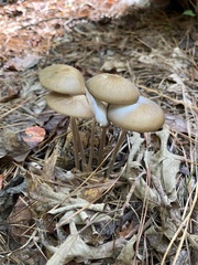 Oudemansiella