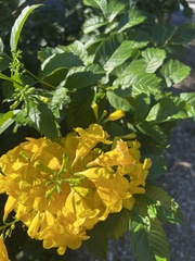 Tecoma stans