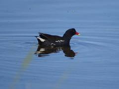 Gallinula chloropus meridionalis