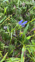 Gentianopsis virgata