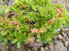 Rhododendron camtschaticum