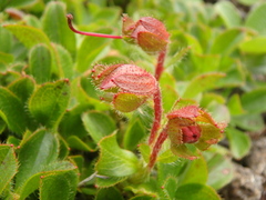 Rhododendron camtschaticum