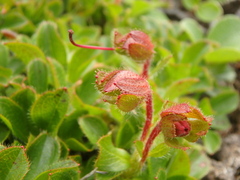 Rhododendron camtschaticum
