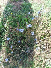 Cichorium