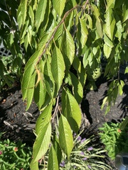 Zelkova serrata