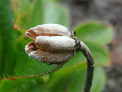 Rhododendron camtschaticum