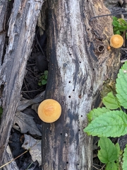 Gymnopilus luteus