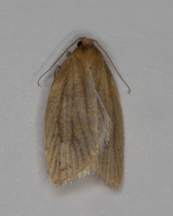 Clepsis clemensiana