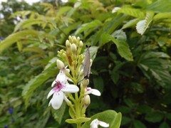 Tajuria cippus maxentius