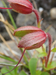Rhododendron camtschaticum
