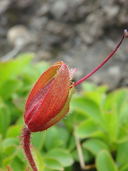 Rhododendron camtschaticum
