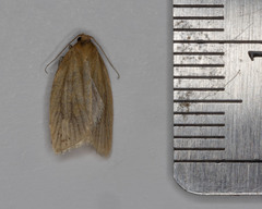 Clepsis clemensiana