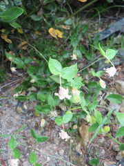 Silene campanulata