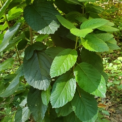 Hydrangea arborescens
