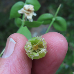 Silene campanulata