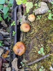Gymnopilus luteus