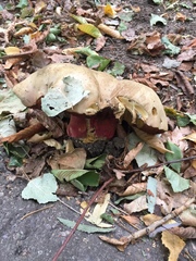 Neoboletus erythropus
