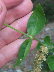 Silene campanulata