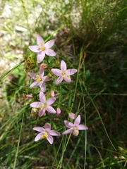 Centaurium