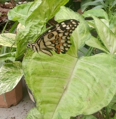 Papilio demoleus