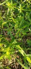 Galium album