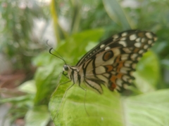Papilio demoleus