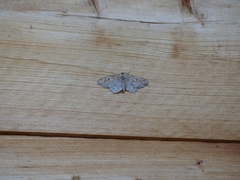 Aethalura intertexta