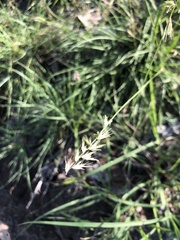 Bouteloua rigidiseta