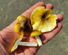 Tricholoma subsejunctum