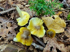 Tricholoma subsejunctum