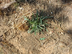 Cichorium intybus