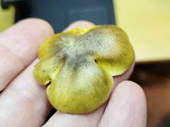 Tricholoma subsejunctum